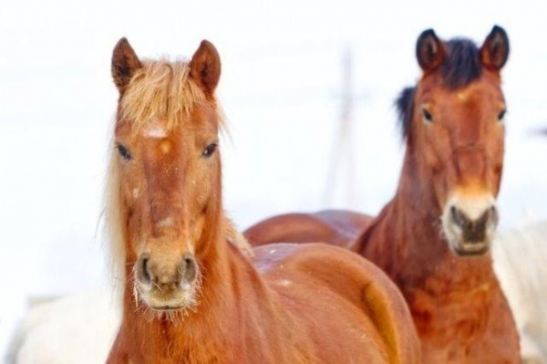 Общение с лошадьми — хобби, которое стремительно набирает популярность. Как его воплотить в жизнь?