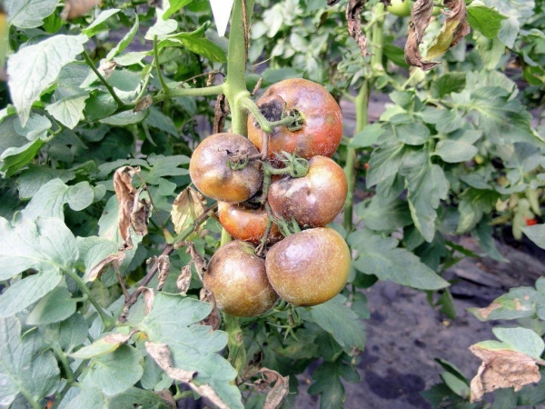 Болезни томатов в теплице. Как не остаться без урожая?