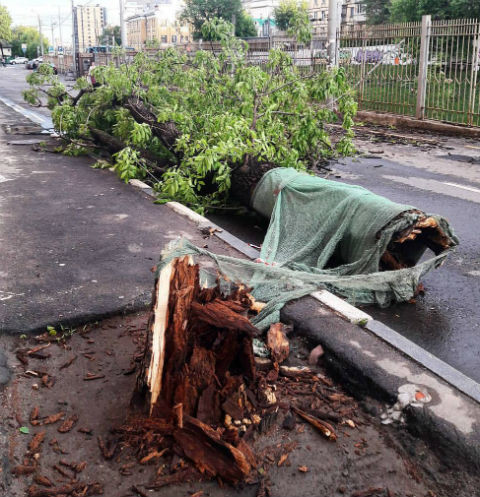 Ураган в Москве унес жизни более 10 человек