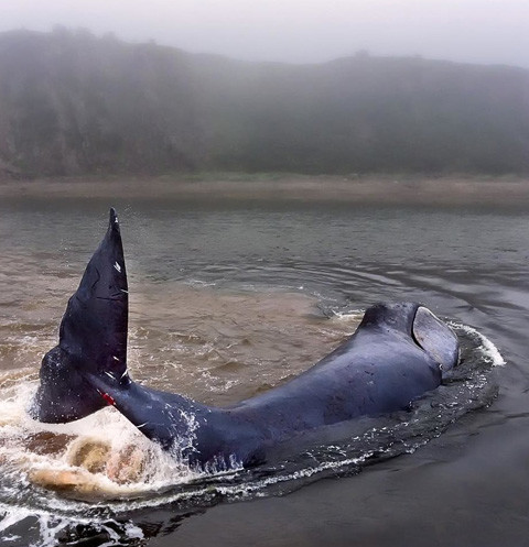Раненый кит, застрявший в Хабаровском крае, тронул сердца тысяч людей