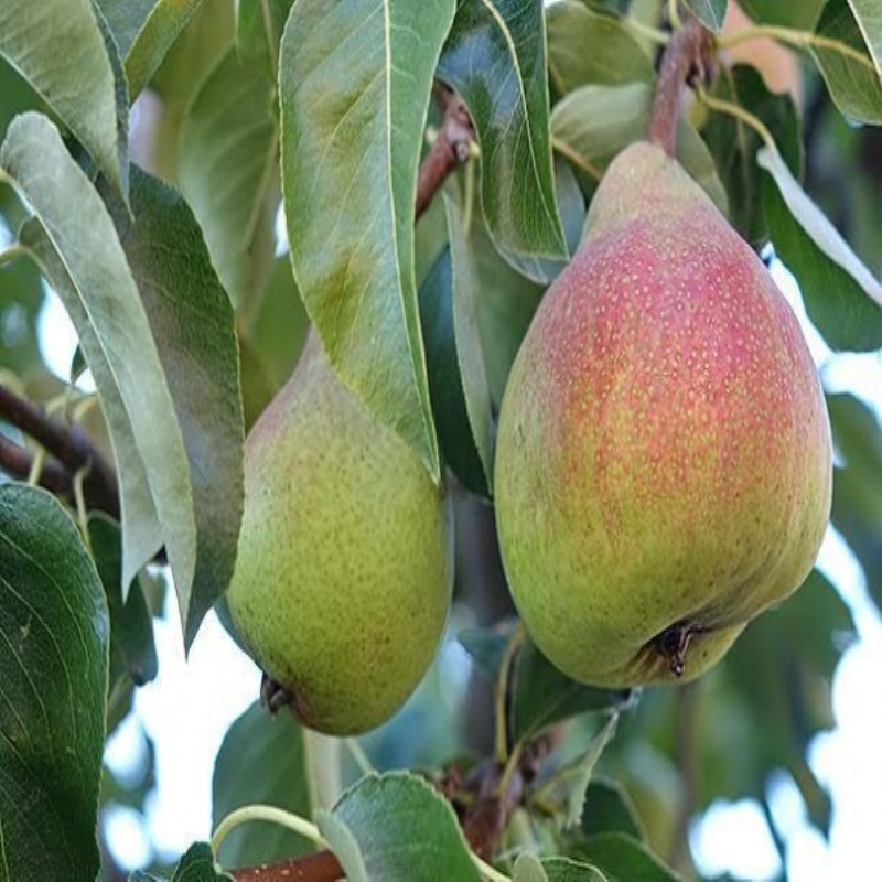 Советы по выращиванию плодовых деревьев