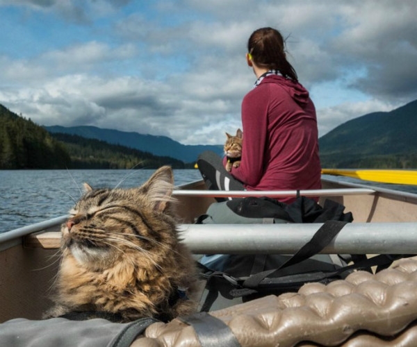 Милота дня: канадские коты-туристы Болт и Кил