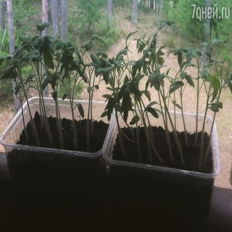 Елена Ваенга выращивает помидоры
