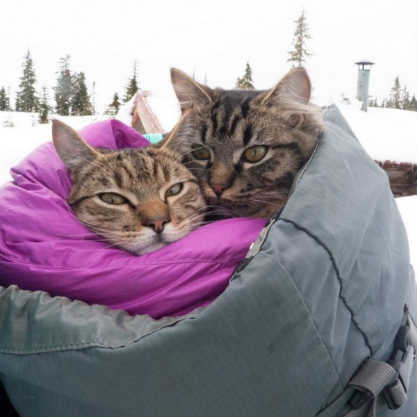 Милота дня: канадские коты-туристы Болт и Кил