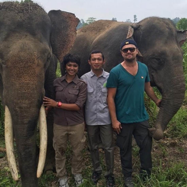 Ди Каприо запретят въезд в Индонезию из-за любви к слонам
