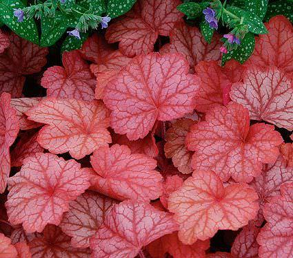 7 тенелюбивых растений, которые украсят ваш сад