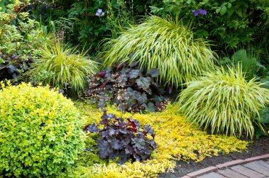 7 тенелюбивых растений, которые украсят ваш сад