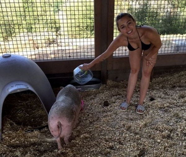 Майли Сайрус надела бикини в хлев к свиньям