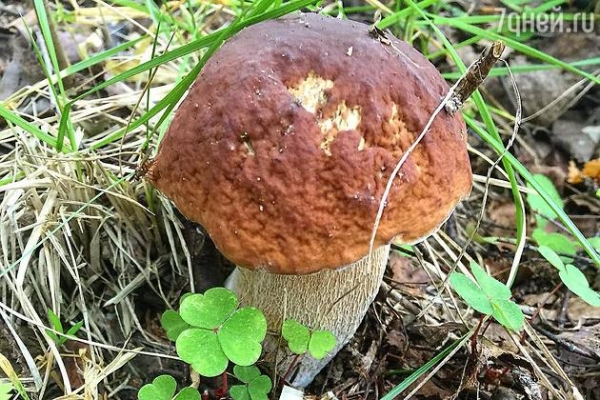 Ксения Алферова нашла уникальные грибы 