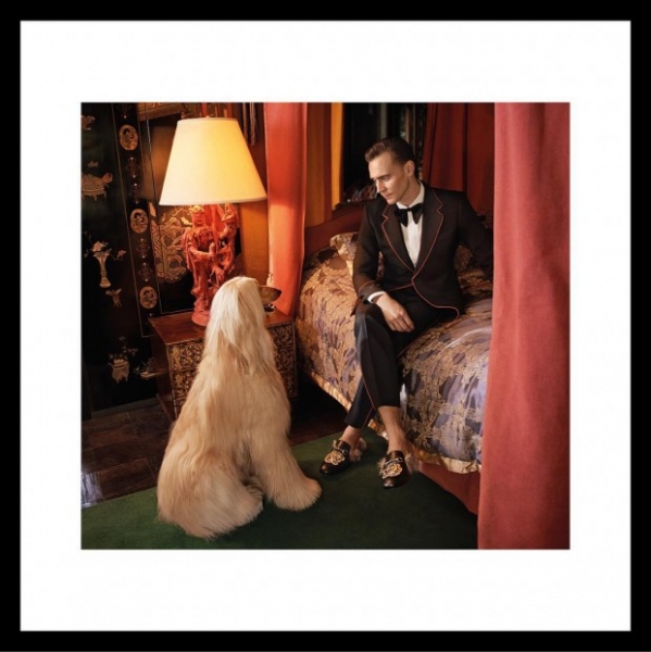 В новой кампании Gucci Том Хиддлстон снялся вместе с собаками