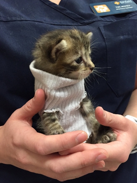 Чудом выжившему котенку сделали свитер, чтобы он согрелся