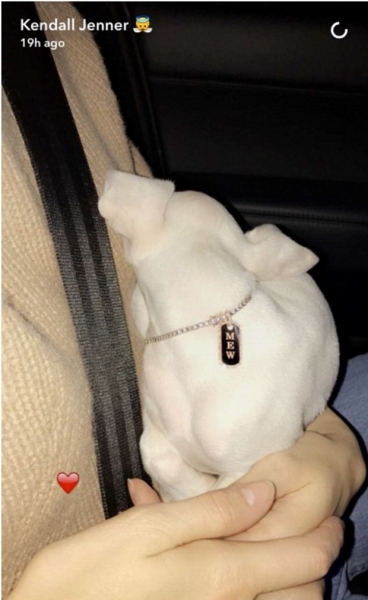 Кендалл Дженнер балует свою собаку бриллиантами